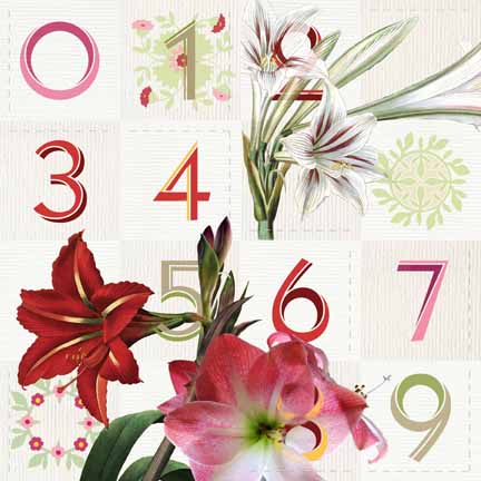 Amaryllis by Anne Chesnut