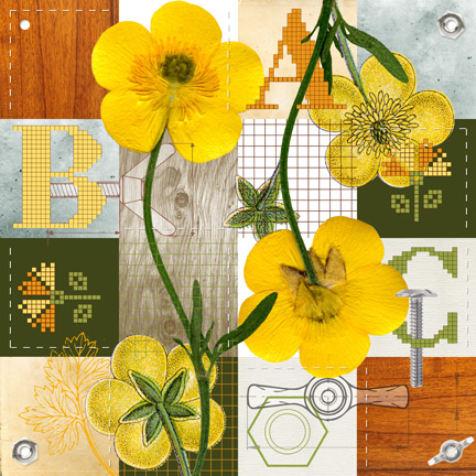 Buttercup by Anne Chesnut