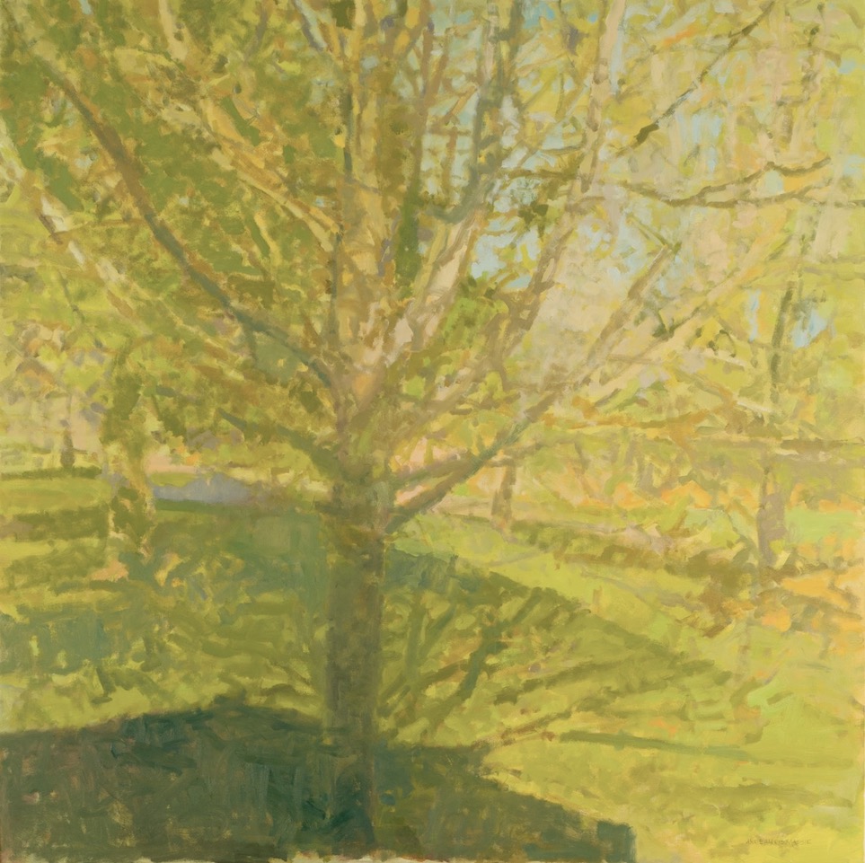 Annie Harris Massie's Maple with the Shadow of our House